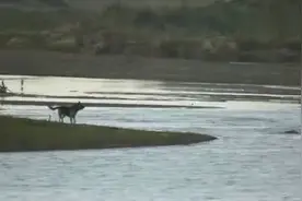 狗狗冲进河中对鳄鱼群怒吼，下一秒开始悲剧一幕图片