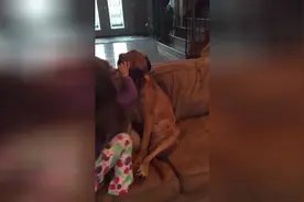 一条被小主人玩到无奈的大狗，坐在沙发无奈的转眼睛，被萌到了！图片