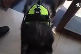 狗狗被主人强制洗澡，完事不乐意耍起了脾气，还竟然......图片