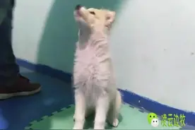 边牧训练-甜甜美美的小菠萝！图片