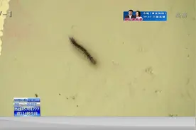 要命！我家的毛毛虫成灾了……视频封面