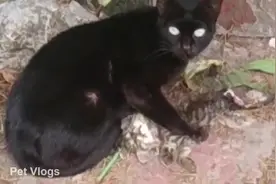 逆天！野猫竟然吃小猫，物竞天择，适者生存视频封面