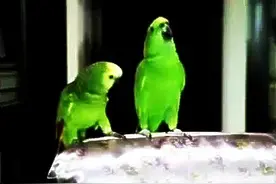 鹦鹉当众表演才艺，最后竟发出了呻吟！说吧，平时都给它看了什么