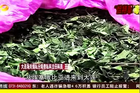 大连 留学生走私新型毒品 海关首次查获恰特草视频封面