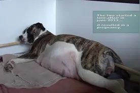 实拍狗妈妈生宝宝过程，一共生下13只小狗，真是太不容易了！图片