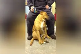 超纠结，狗狗想睡觉但又不能让主人失望，所以最后只好憋出内伤！图片