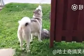 国外一网友家的二哈，当消防车从门口经过时，这货竟然模仿起来！图片