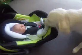 狗狗第一次见到小主人，好奇又兴奋的样子萌翻，最后的动作暖哭了图片