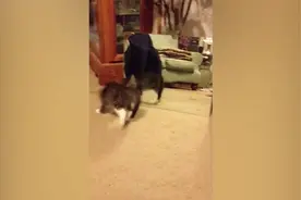 小猫咪第一次照镜子，像不像小时候的你？变换各种姿势看是自己不图片