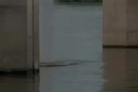 变异物种大汇聚，鱼，蛇，猩猩如何侵占地球图片