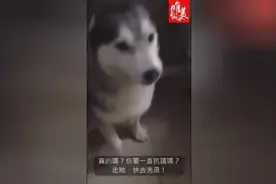 狗狗不想洗澡，竞跟女主人用英语吵架图片