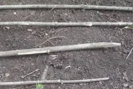 野外生存：拱门陷阱的做法，不错的陷阱方法，看完涨姿势了！图片