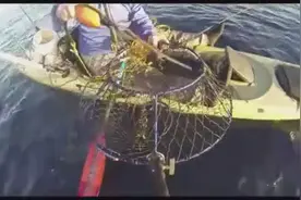 实拍捕蟹笼捕蟹过程，终于知道这个笼子的原理了视频封面
