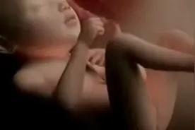 生命孕育的全过程 震撼！视频封面