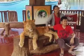 他们让游客靠在趴着不动的狮子身边，接着对狮子做的动作让人愤怒图片