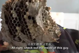 从网上买了个马蜂窝，拆开看看马蜂窝里到底是什么样？图片