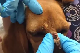 狗鼻子上居然长了一个大脓包，兽医将囊肿处理后挤了很多化脓物。