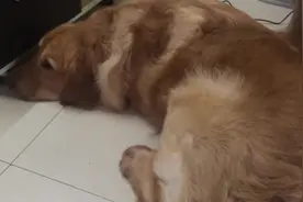 我家金毛，怎么叫都不理我，跟泰迪说吃饭了金毛就起来了图片