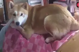 柴犬从小就趴在主人身上睡觉，可是长大后，这画风很有爱啊！视频封面