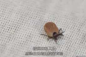 让艾薇儿生命垂危的元凶，这种可怕的吸血鬼也许就在你附近！视频封面