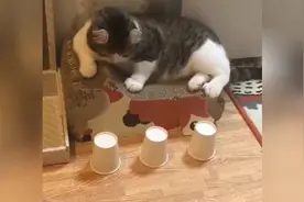 猫咪 “不好意思，我每次都猜中”