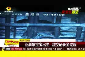 云南昆明 亚洲象宝宝出生 监控记录全过程