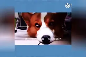 狗狗躲在桌子底下向主人翻白眼，你这是要上天啊！图片
