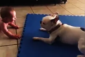 斗牛犬为逗婴儿开心狂转圈图片