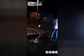实拍狗狗帮主人抓鳄鱼...被死亡翻滚绞杀图片