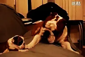斗牛犬爸爸和出生不久狗宝宝首次相见，被吓到了视频封面