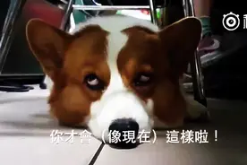 翻白眼狗狗也会而且比你厉害，太淘气了图片