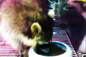 见过这么贱的小浣熊吗？图片