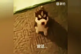 哈士奇小时候简直太萌了，让坐下就坐下，让说话就说话，太可爱了图片