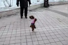 沈阳：超萌泰迪犬学人两条腿走路图片