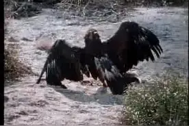 实拍美洲狮轻松捕杀到一只悲催的猛雕图片