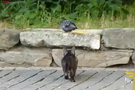 猫咪捕猎视频合集，这敏捷度满级！图片