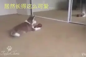 哈士奇宝宝看到镜子里的自己，竟是这样的反应，简直萌炸了！图片
