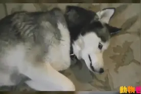 哈士奇卖萌的10个瞬間，偷吃点心还裝可憐找男主人撒娇图片