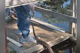 男子钓鱼时发现水里有条蛇，他竟拿鱼去喂蛇，怕蛇的看的头脚发麻图片