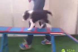 边牧训练-凌云边牧第一阶段都市伴侣犬早教及飞盘幼训简介图片