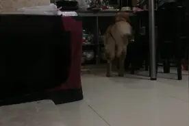 我家金毛只要一开饭，马上喊黑妹过来一起等着，吃货哈哈图片