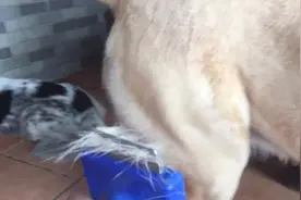 给我家拉布拉多梳毛，它的眼睛既然没离开过食物图片