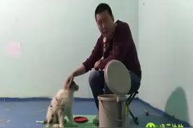 伴侣犬互动-衔取巡回教学视频之一认识所有的玩具图片