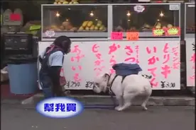 |猩猩|带着|狗狗|，帮助主人买东西，太有爱了，钱都花没了图片