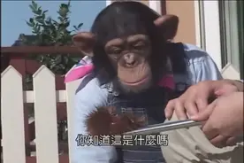 解放之后，禁止成精！这“大猩猩”已经成精了，赶紧抓起来图片