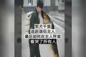 军犬追赶退伍军人千里，最后死在他的怀里视频封面