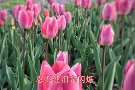 某直播平台名气十分火爆的网络主播，他的歌曲让无数人喜欢视频封面