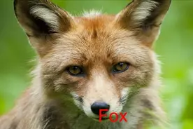 每日外语：英语里往往用动物描述性格，你知道chicken的喻意吗视频封面