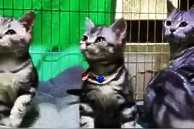 四只猫咪摇头舞，动作好统一，不笑你喷我可好图片