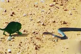 游客拍到罕见一幕 变色龙大战剧毒非洲树蛇视频封面